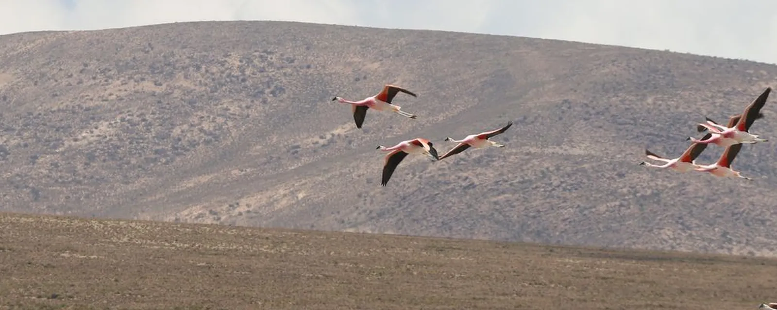 Flamencos en vuelo sobre un salar altoandino